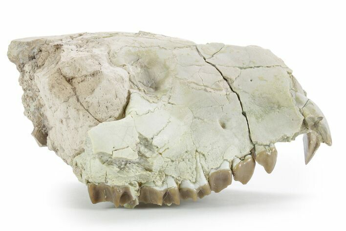 Partial Oreodont (Merycoidodon) Upper Skull - South Dakota #355482
